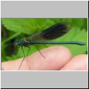 Calopteryx splendens - Gebaenderte Prachtlibelle m07.jpg